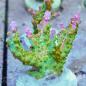 Preview: Acropora Lemon Boom